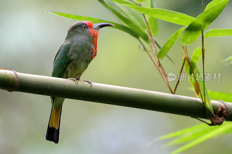 食蜂鸟:成年雌性红须食蜂鸟(Nyctyornis amictus)。